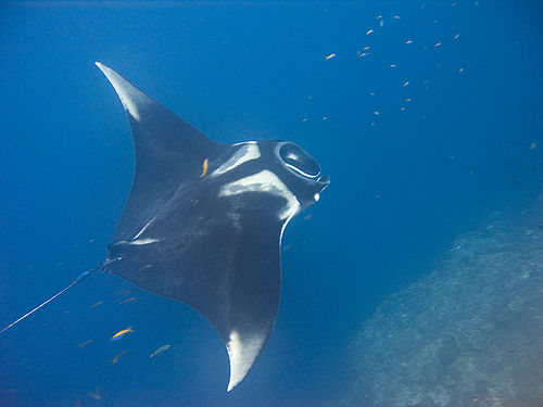 Giant oceanic manta ray